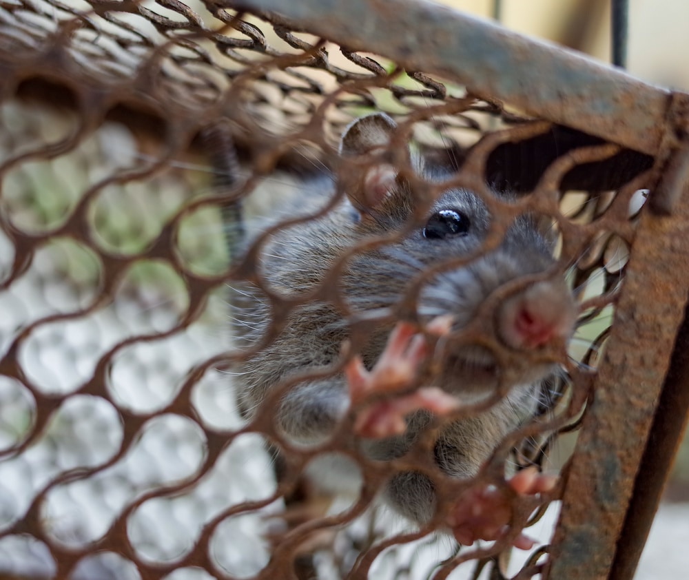 Rodent Inside a Cage - Extermination vs Rodent graphic