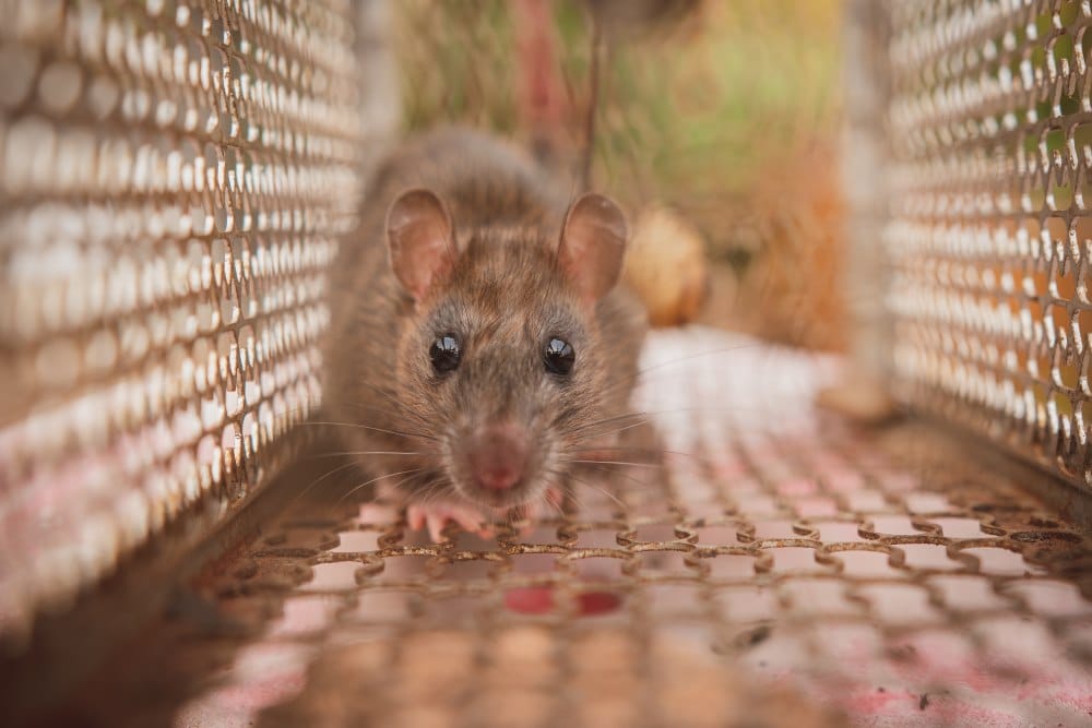 A rat trapped in a cage during a rodent removal process to rid a house of an infestation.