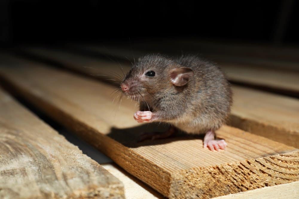 A rodent on a wooden plank in an attic.