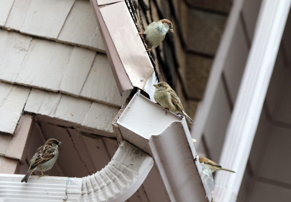 A flock of birds nesting on a home due to nearby rodents.