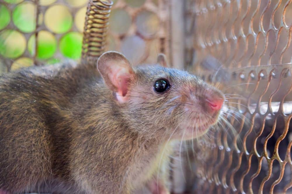 A rodent in a cage after being humanely captured during a rodent removal service in a home.