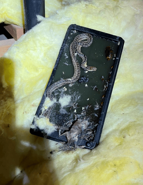 snake and rodent on a glue trap in attic