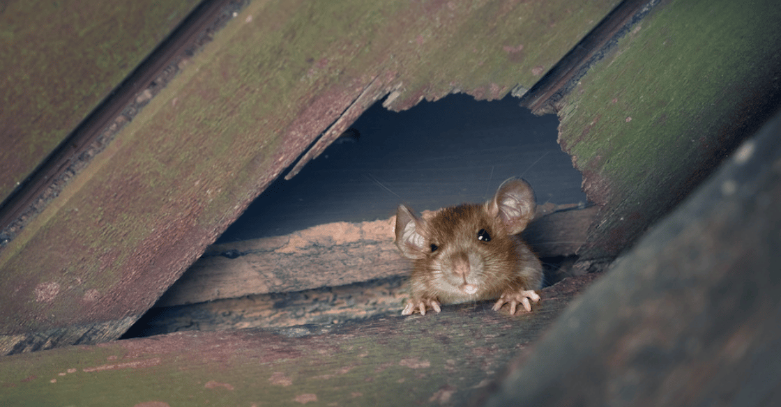A roof rat or ship rat in an attic.