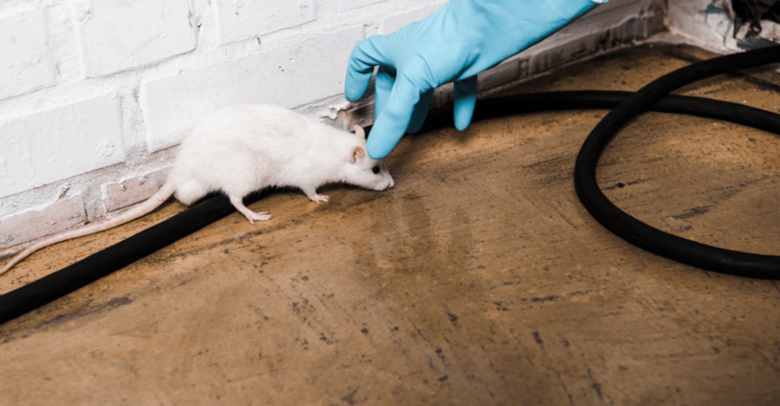 The Dangers of Using Rat Poison for Your Infestation