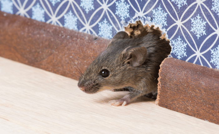Mouse enters home through hole in wall