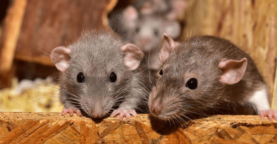 Your Home is Attracting Rats