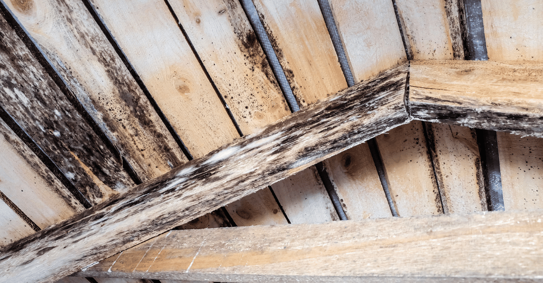 An attic ceiling is covered in mold due to excess moisture.