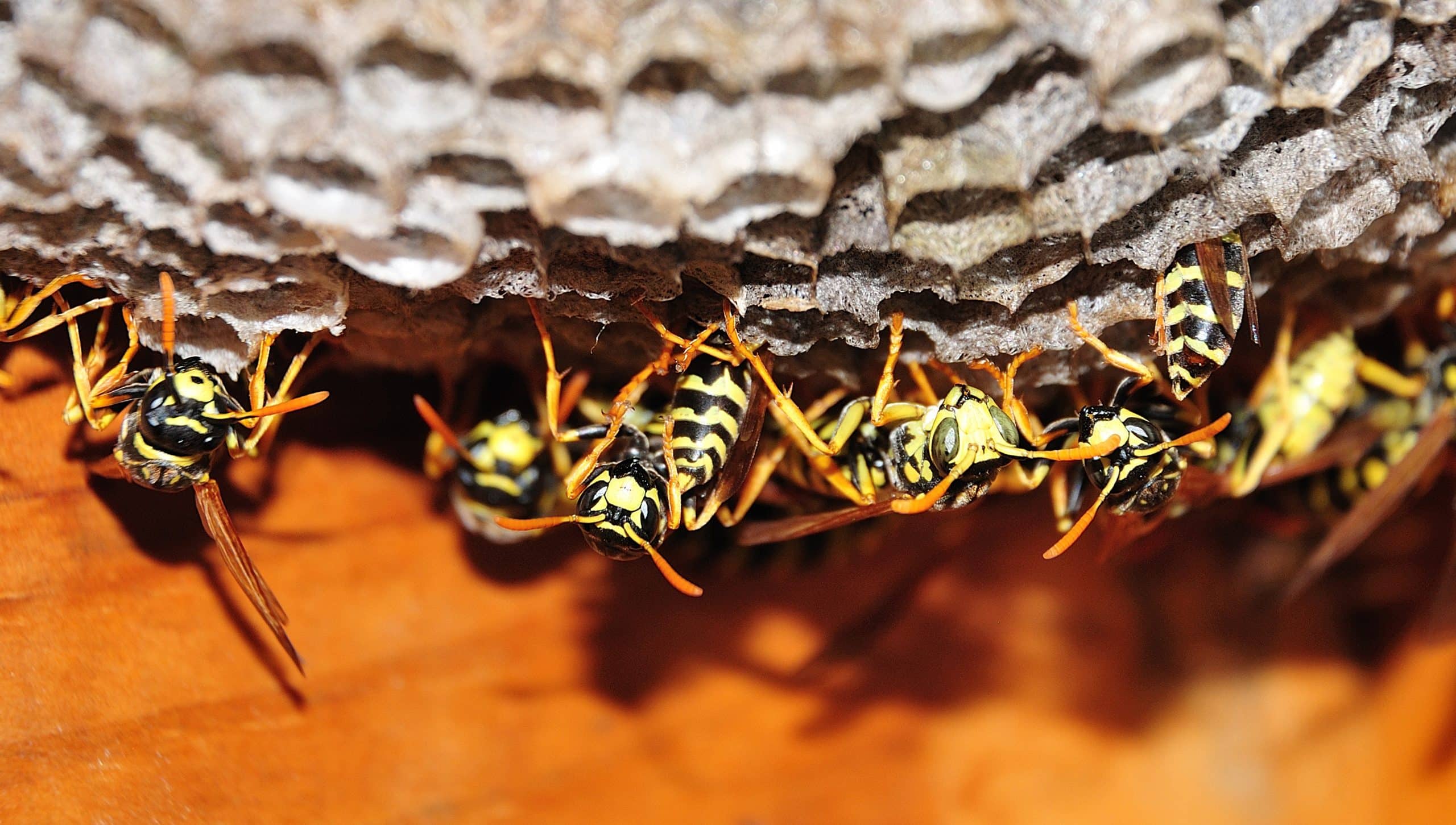 Wasp Nest Scaled