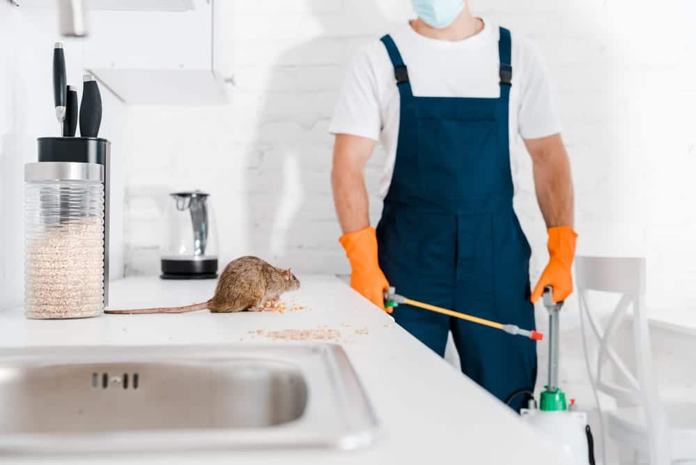 Rodent in Countertop - Why Rodent Proofing is the ONLY Permanent Solution graphic