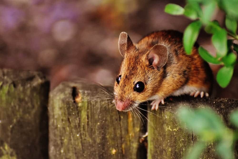 Rodent Closeup - Hantavirus Should You Be Worried graphic