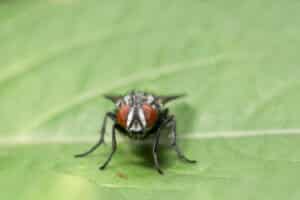 How To Get Rid Of Cluster Flies 300x200