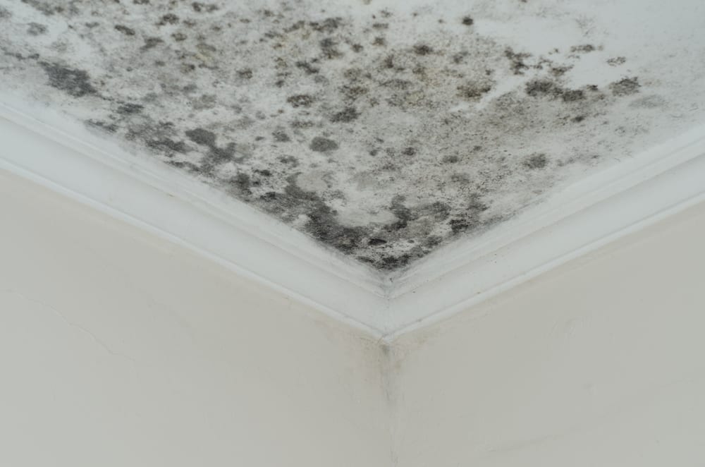 Mold in Ceiling