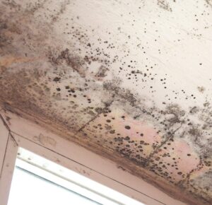 Mold Covered By Insurance 300x290