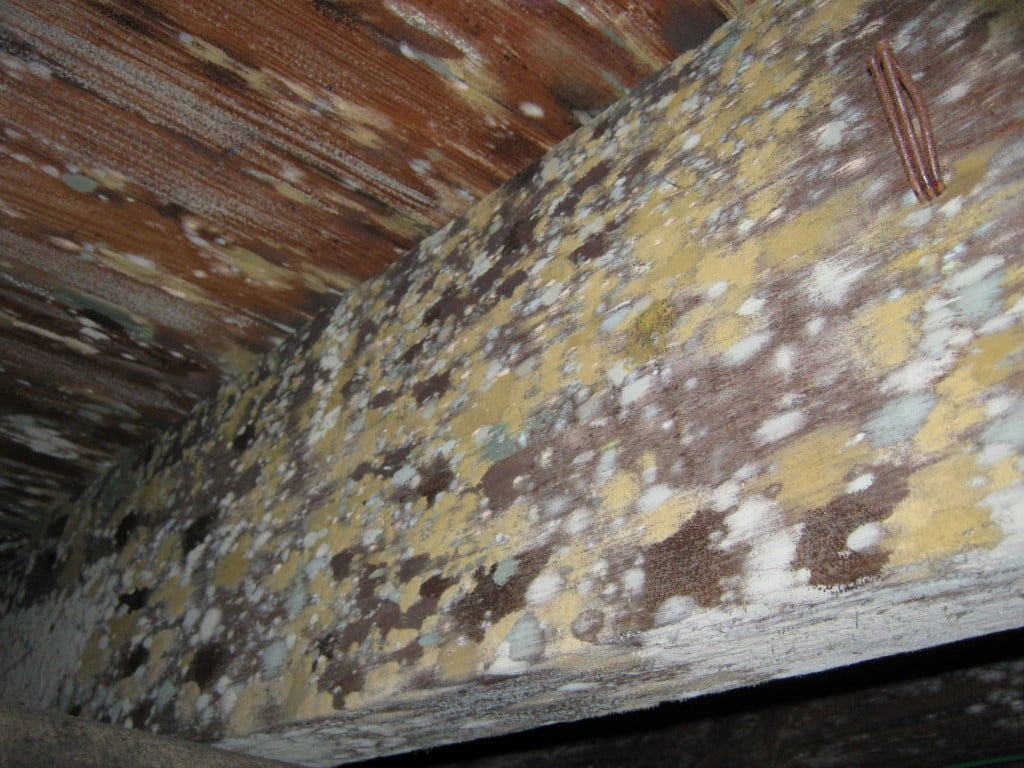 mold removal in attic
