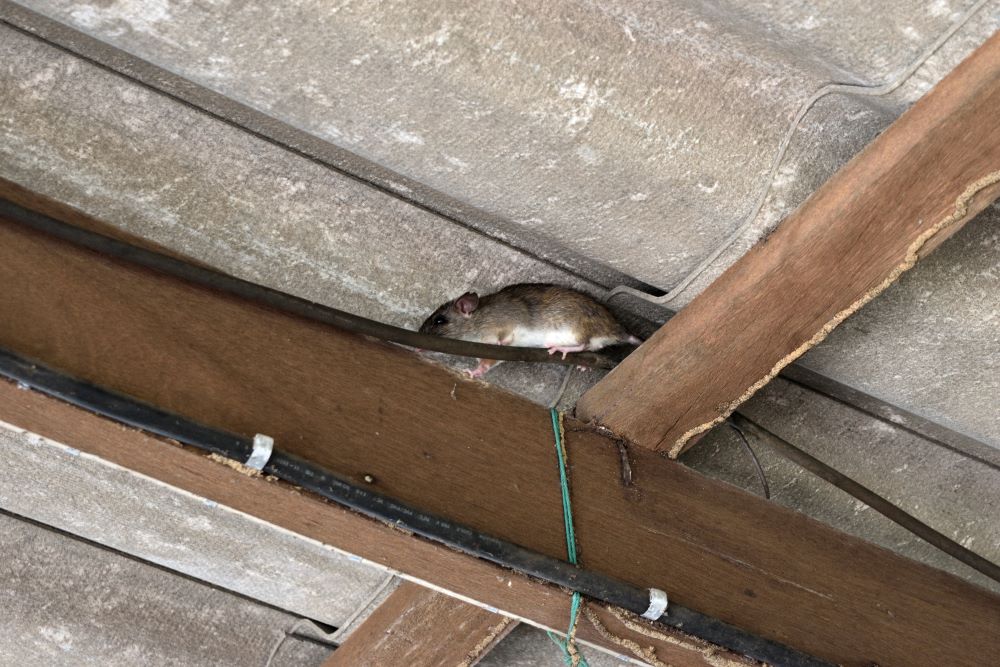 Rodent on Electrical Wire - Removing Rodent Droppings from Attic graphic