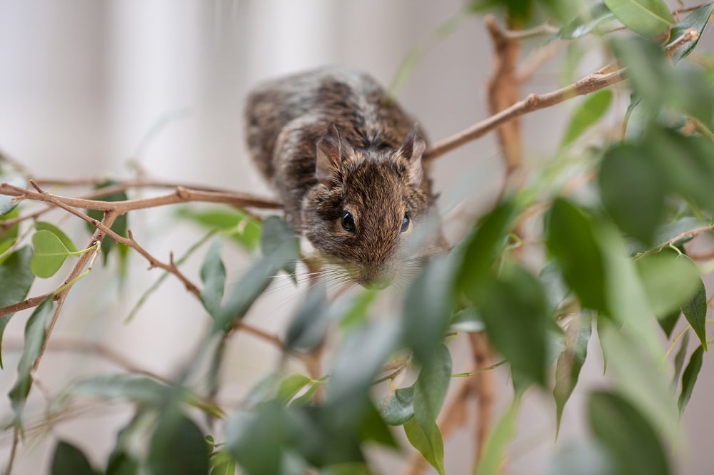 Rodent in a Tree Branch - Southern California Home Rodents graphic
