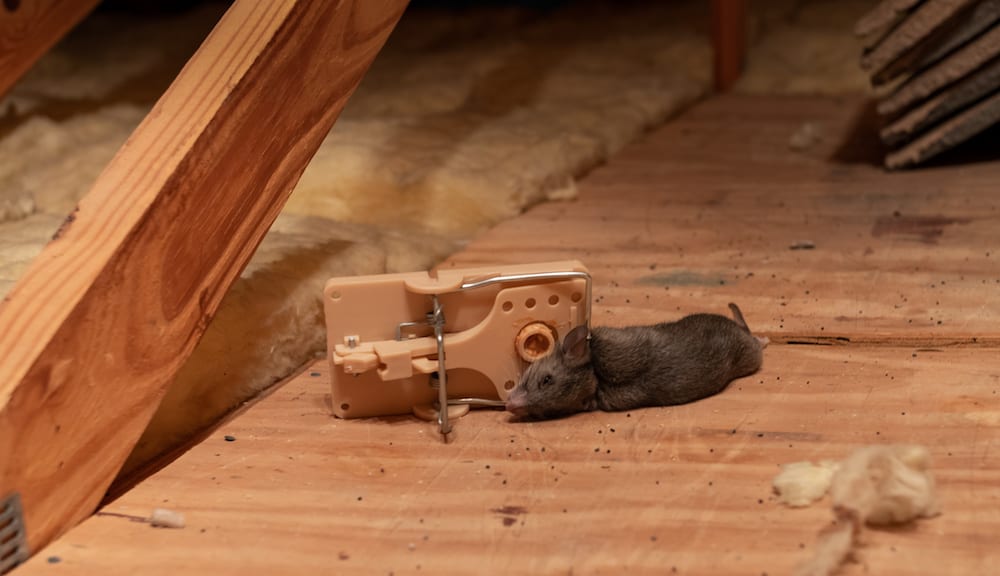 Rodent Caught in Trap - Why Traps Alone Are Not a Permanent Solution graphic